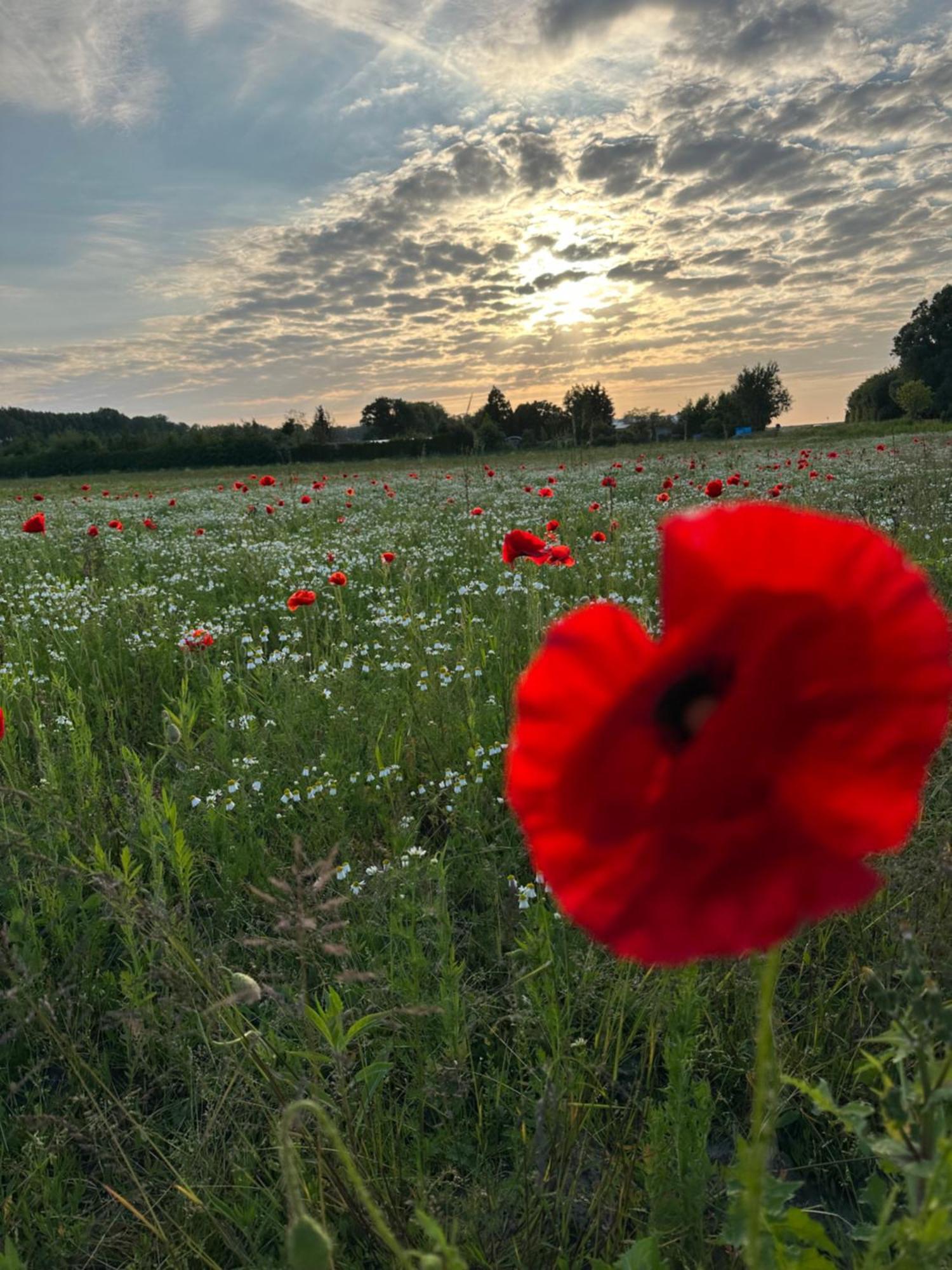 Vakantiewoning De Bosrand Aan Zee シント・アナラント エクステリア 写真